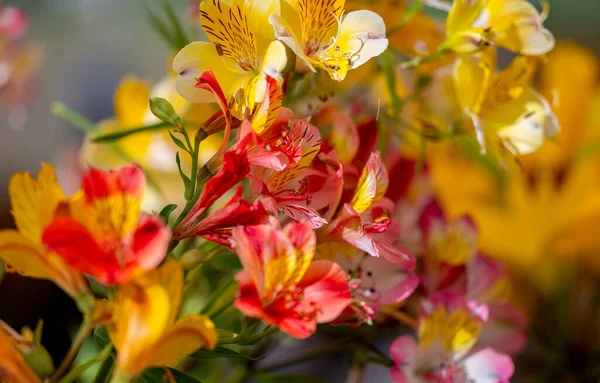 Alstroemeria Fleurs Fermer — Photo