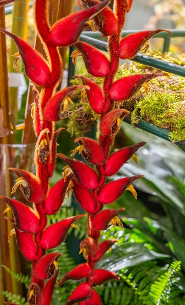 花のヘリコニア レッドアップ — ストック写真