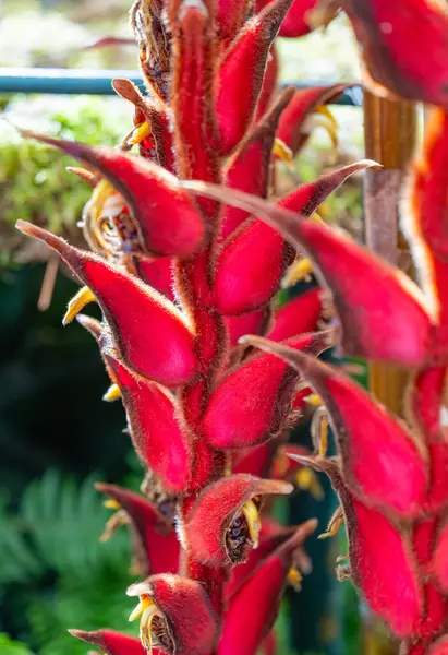 花のヘリコニア レッドアップ — ストック写真