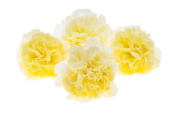 Yellow Mallow Isolated White Background — 图库照片
