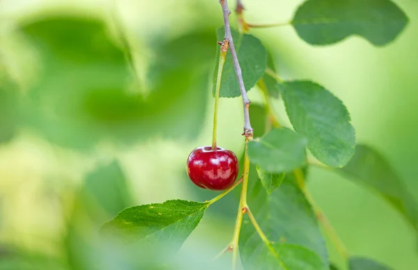 Cherry Berries Tree Summer — Stock Photo, Image