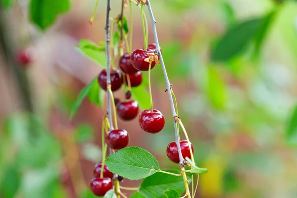 Cherry Berries Tree Summer — Stock Photo, Image