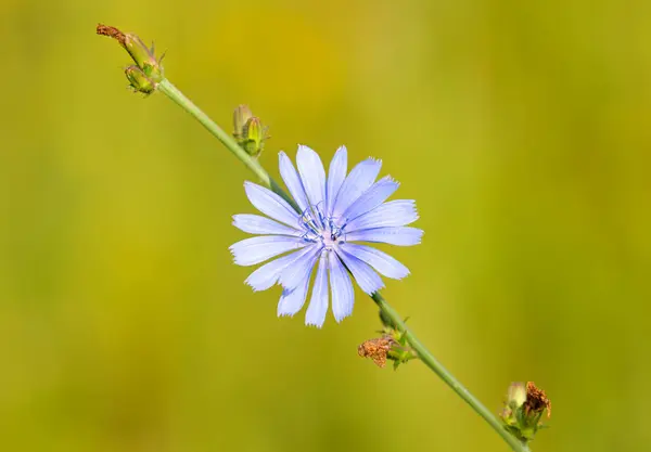 Chicory Flowers Meadow Summer — Stock Photo, Image