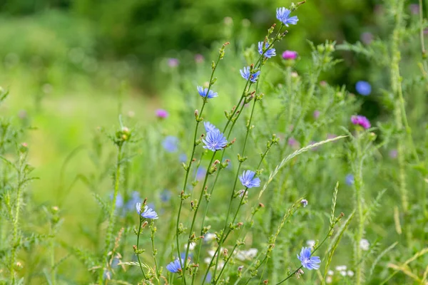 夏の牧草地に咲くチコリの花 — ストック写真
