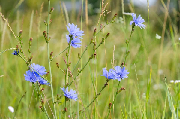 Chicory Flowers Meadow Summer — Stock Photo, Image