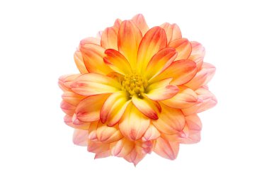 Dahlia beyaz arkaplanda izole