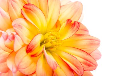 Dahlia beyaz arkaplanda izole