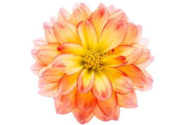 Dahlia beyaz arkaplanda izole