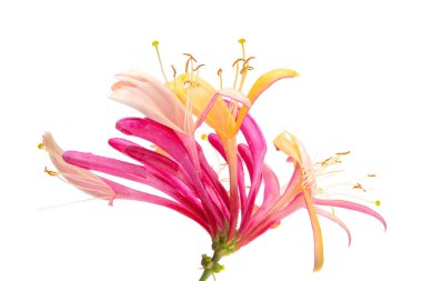 pembe hanımeli beyaz arkaplanda izole edildi