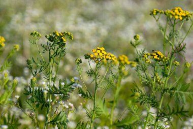 Yazın bir çayırda çiçek açan tansi.