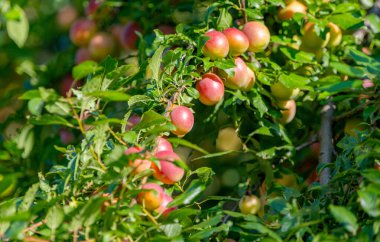 Yazın kirazlı erikli dal.