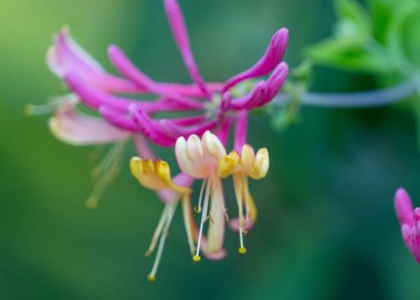 Çiçek açan hanımeli yazın kapanıyor