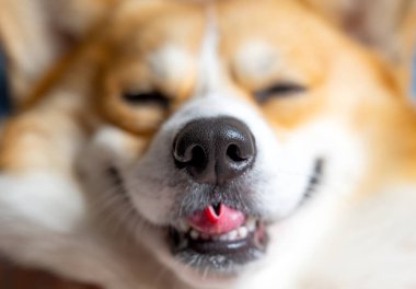 pembroke galsh corgi yakın çekim