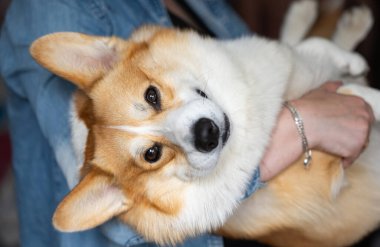 pembroke galsh corgi yakın çekim