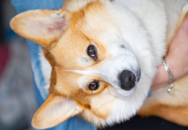 pembroke galsh corgi yakın çekim