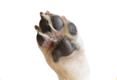 köpek patisi beyaz arkaplanda izole edildi