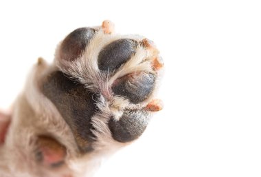 köpek patisi beyaz arkaplanda izole edildi