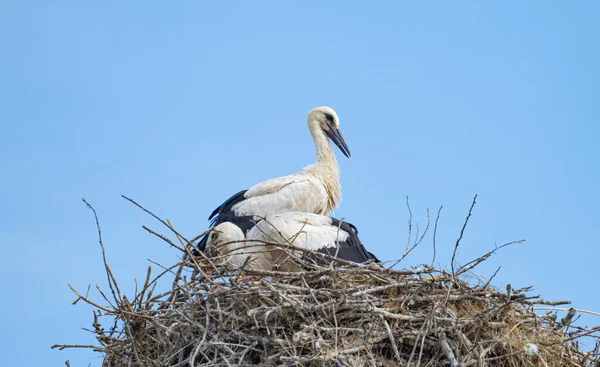 stock image little stork in the nest