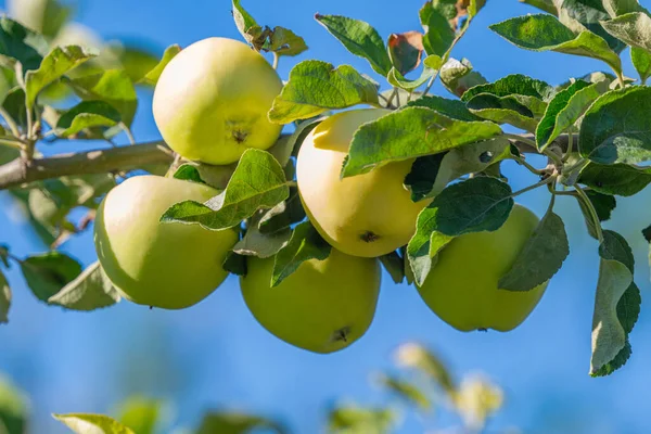 Las Manzanas Sobre Árbol Verano —  Fotos de Stock