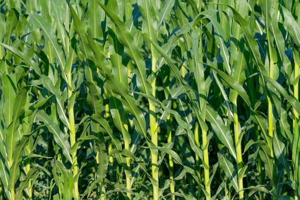 Green Corn Growing Field — Stock Photo, Image