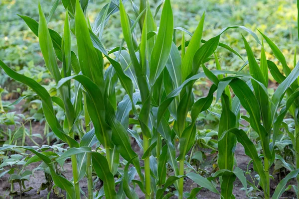 Green Corn Growing Field — Stock Photo, Image
