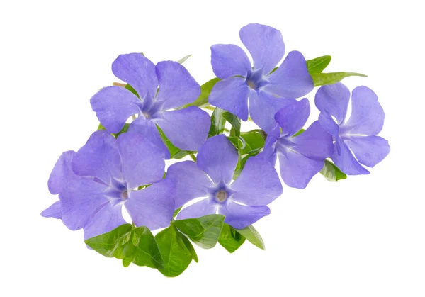 Periwinkle Blommor Isolerad Vit Bakgrund — Stockfoto