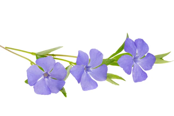 Periwinkle Flowers Isolated White Background — Stock Photo, Image