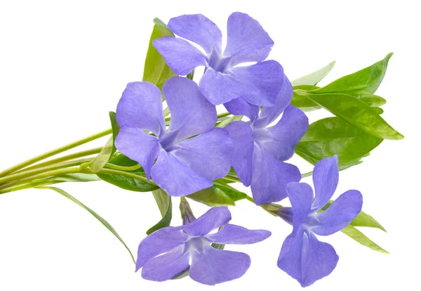 Periwinkle Blommor Isolerad Vit Bakgrund — Stockfoto