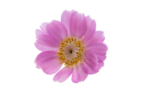 Cineraria Flower Isolated White Background — Stock Photo, Image