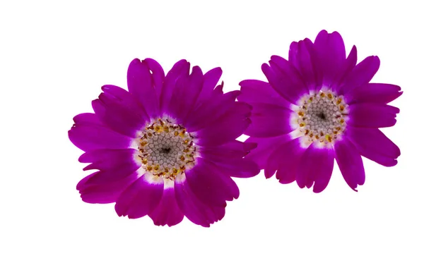 Квітка Цинерарія Ізольована Білому Тлі — стокове фото