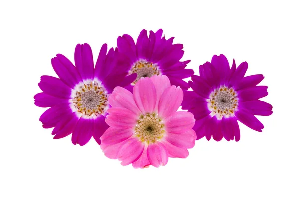 Cineraria Blume Isoliert Auf Weißem Hintergrund — Stockfoto