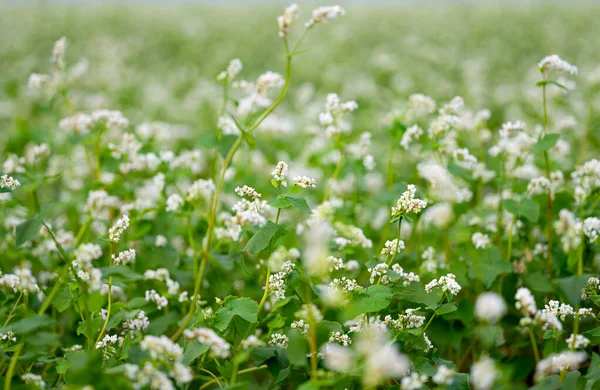 Flowering Buckwheat Field Summer — Stock Photo, Image