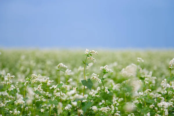 Blommande Bovetefält Sommaren — Stockfoto