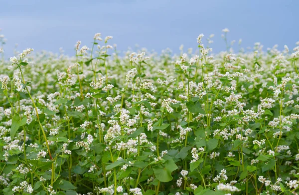 Flowering Buckwheat Field Summer — Stock Photo, Image