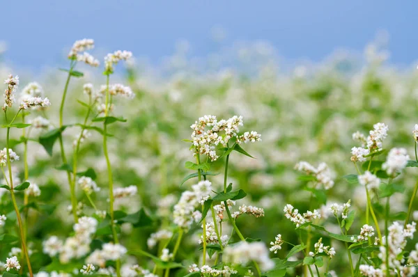 Virágzó Hajdina Mező Nyáron — Stock Fotó