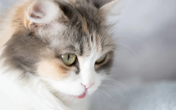 Egy Macska Arcáról Készült Közelkép — Stock Fotó