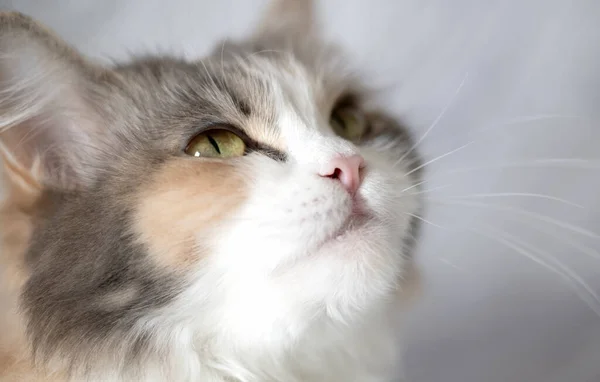 Egy Macska Arcáról Készült Közelkép — Stock Fotó
