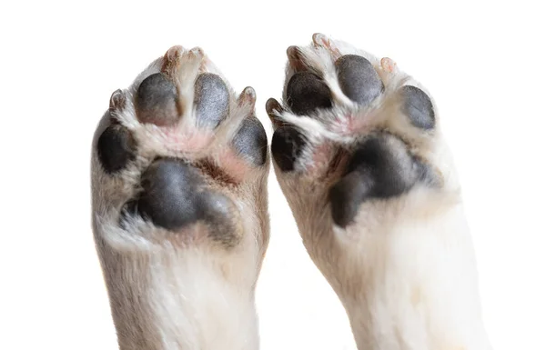 stock image dog paw isolated on white background