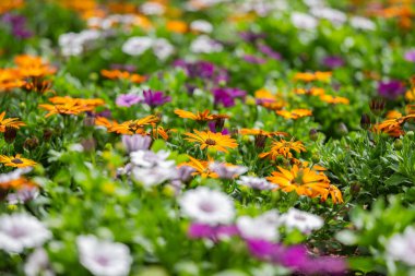Osteospermum çiçeği çiçek tarlasında yetişiyor.