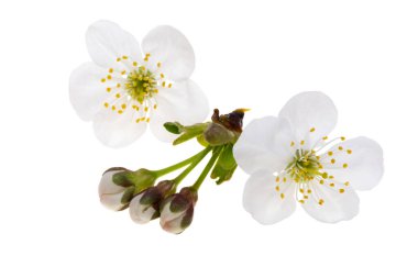 beyaz arkaplanda izole kiraz çiçekleri