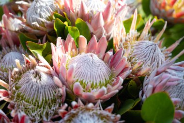 Güzel protea çiçekleri kapatın