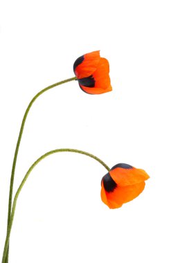 Kırmızı haşhaş beyaz arkaplanda izole edildi