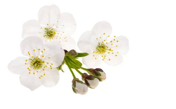 在白色背景上隔离的樱花 — 图库照片
