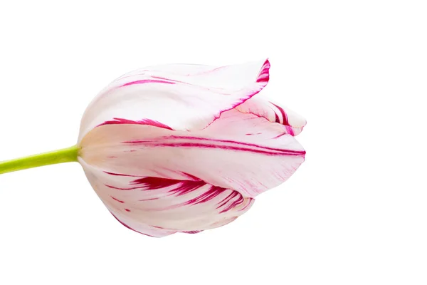 Tulip Berwarna Warni Diisolasi Pada Latar Belakang Putih — Stok Foto