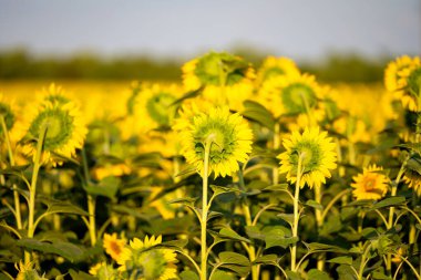Güneşli bir günde tarlada büyüyen ayçiçeği