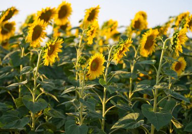 Güneşli bir günde tarlada büyüyen ayçiçeği