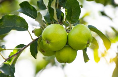 elma ağacı üzerinde büyüyen