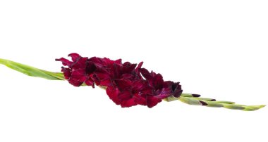 Beyaz arka plan üzerinde izole Glayöl çiçek