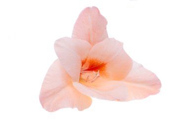 Beyaz arka plan üzerinde izole Glayöl çiçek