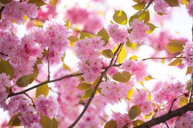 Baharda çiçek açan sakura ağacı.